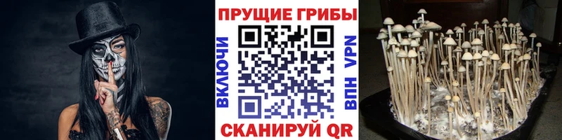 купить наркотики цена  Староминская  Псилоцибиновые грибы Psilocybine cubensis 